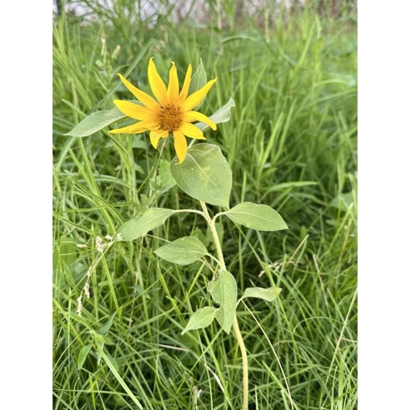 ANN TAYLOR Open Knit Sweater Women’s Size Small Navy 3/4 Sleeve Beachy Coastal - Picture 6 of 6